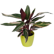Calathea 'Triostar' + Cachep Verde Limo